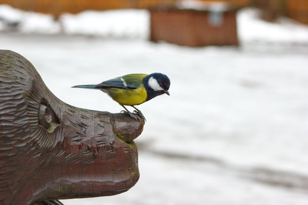 Photograph by Татьяна Гринько