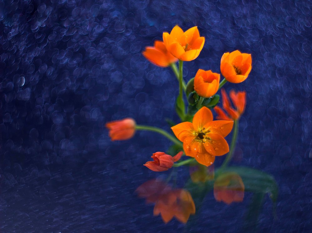 Photograph by Татьяна Гринько