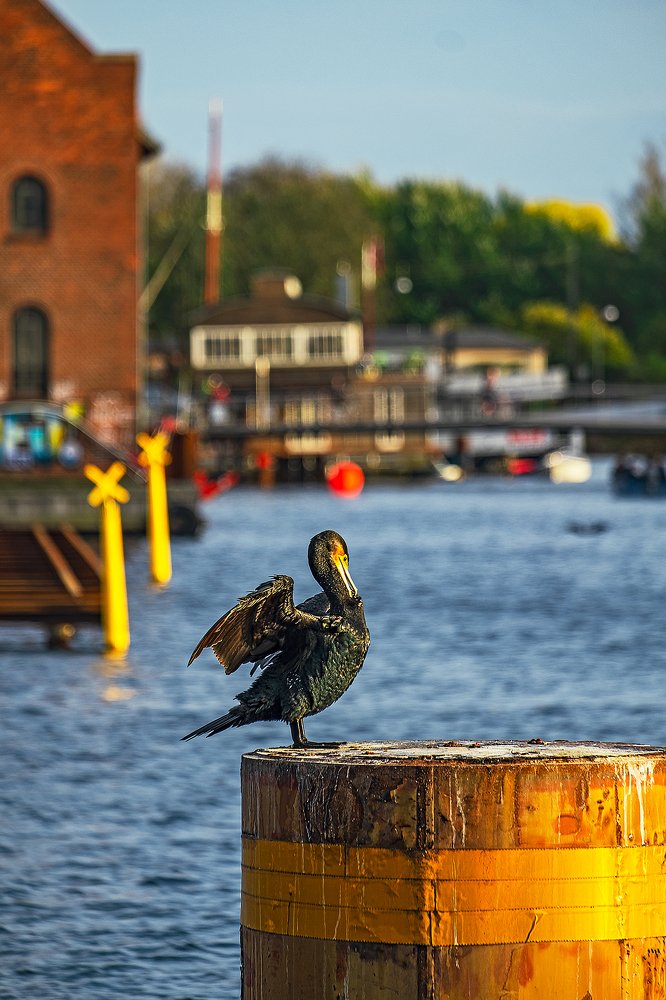 Фотография автора Владимир Эделев