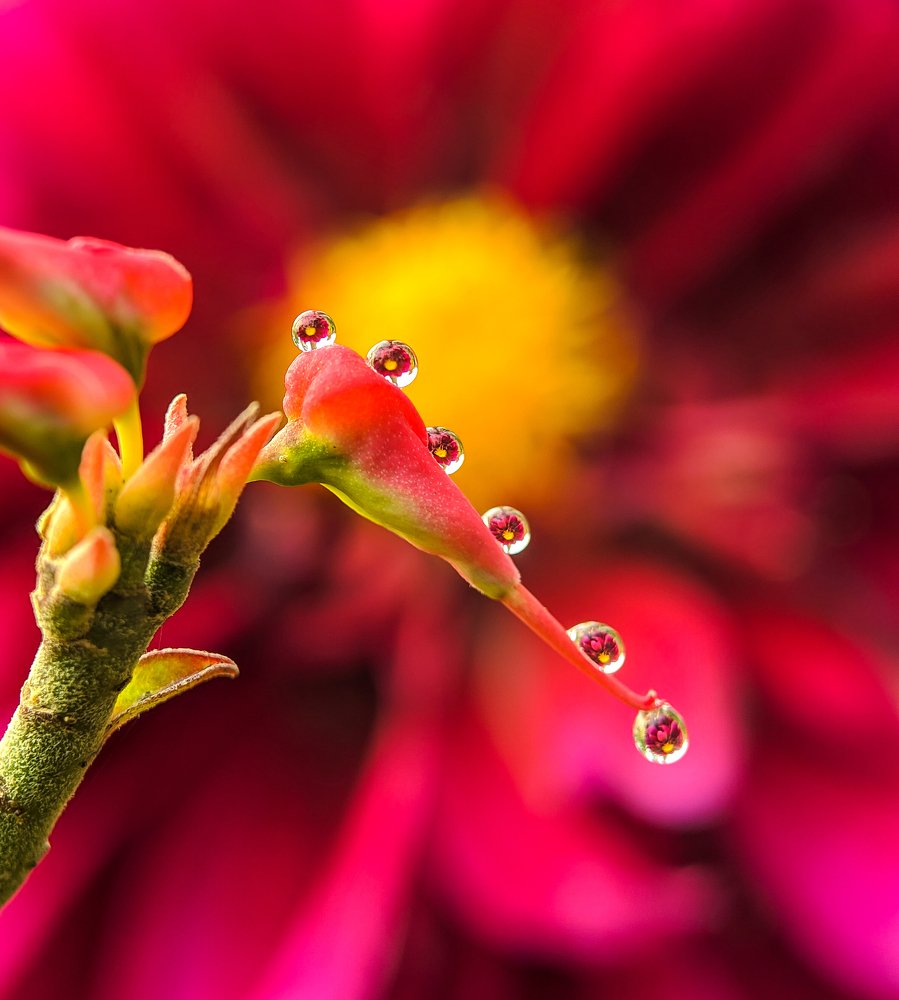 Photograph by Abhishek Manna