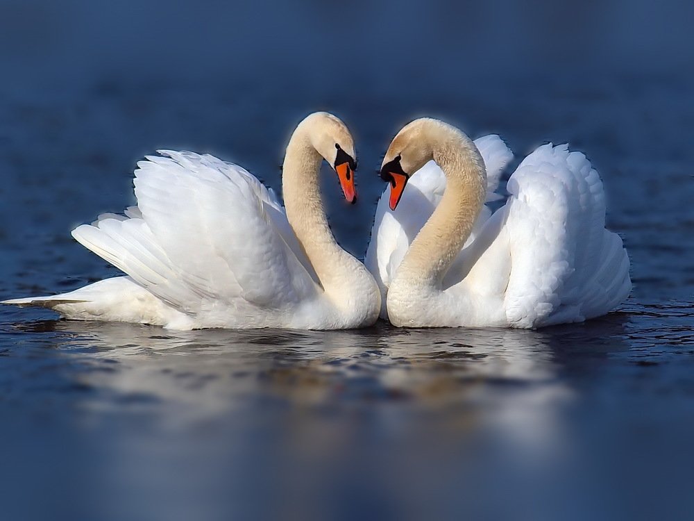 Photograph by Игорь Чеботарёв