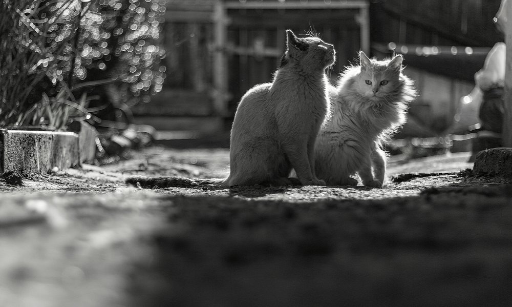 Photograph by Наталья Колодочка