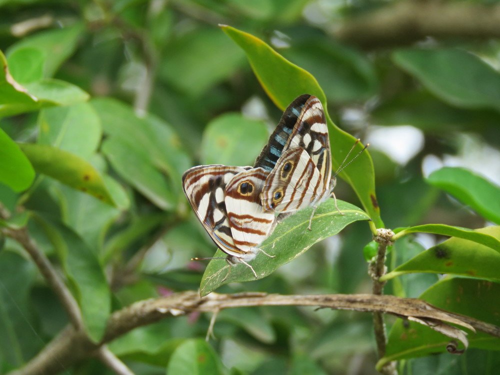 Papillon sex