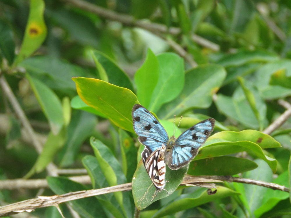 Wildlife sex photo naturel