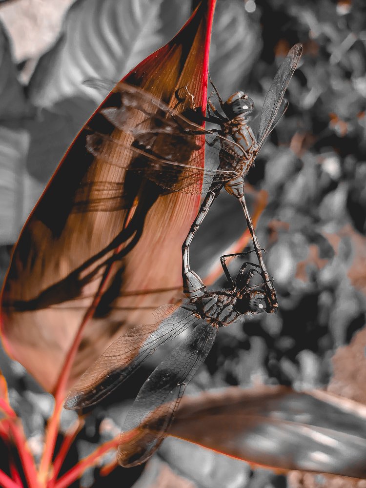 Dragonflies