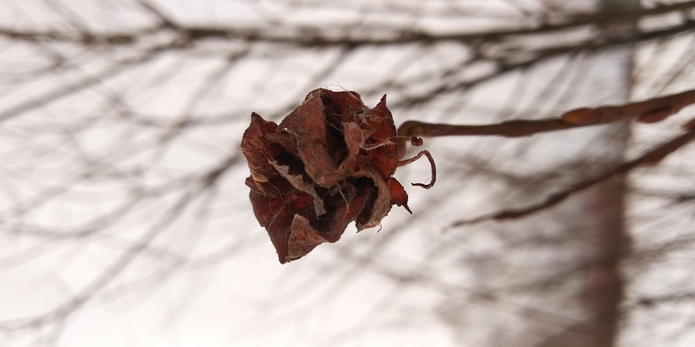 Photograph by Ирина Саттарова