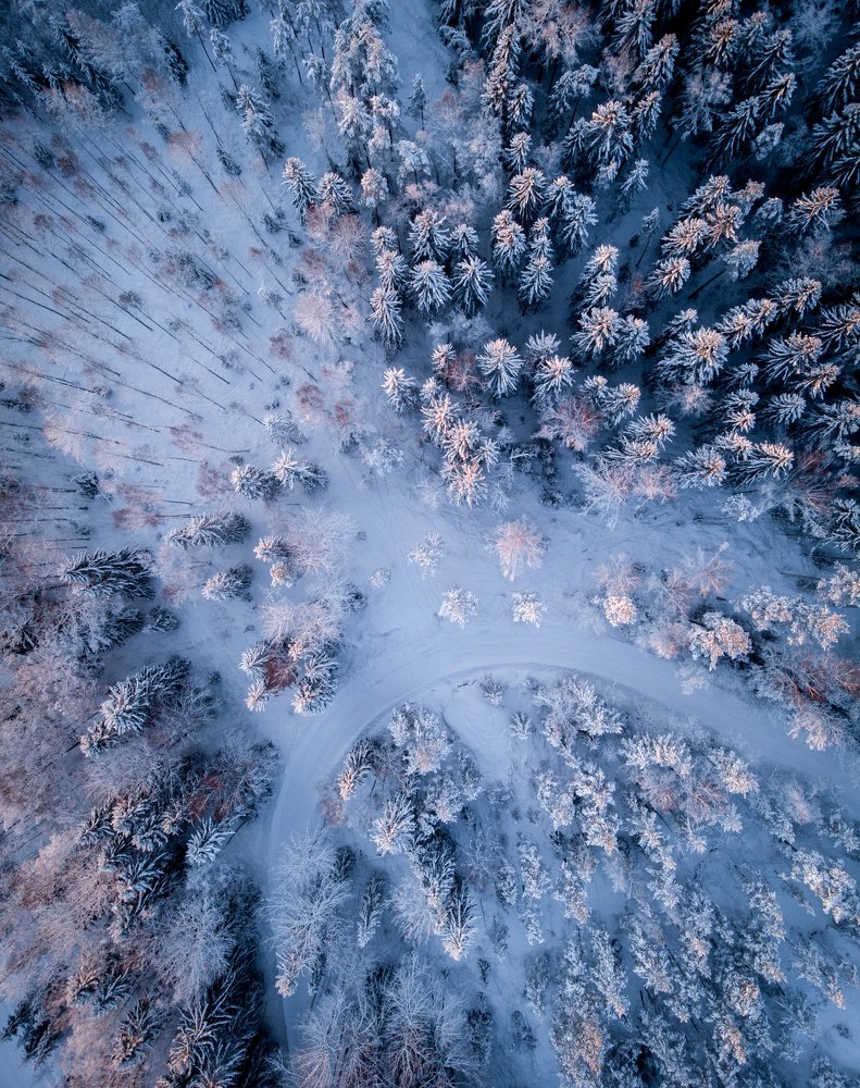 Sunlight in frosty treetops