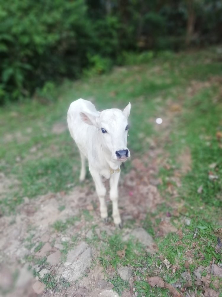Photo #4471408