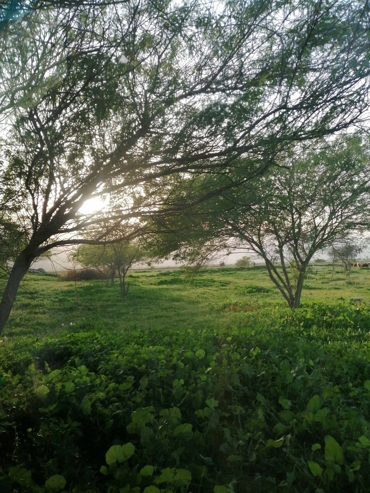 Photo #4471505