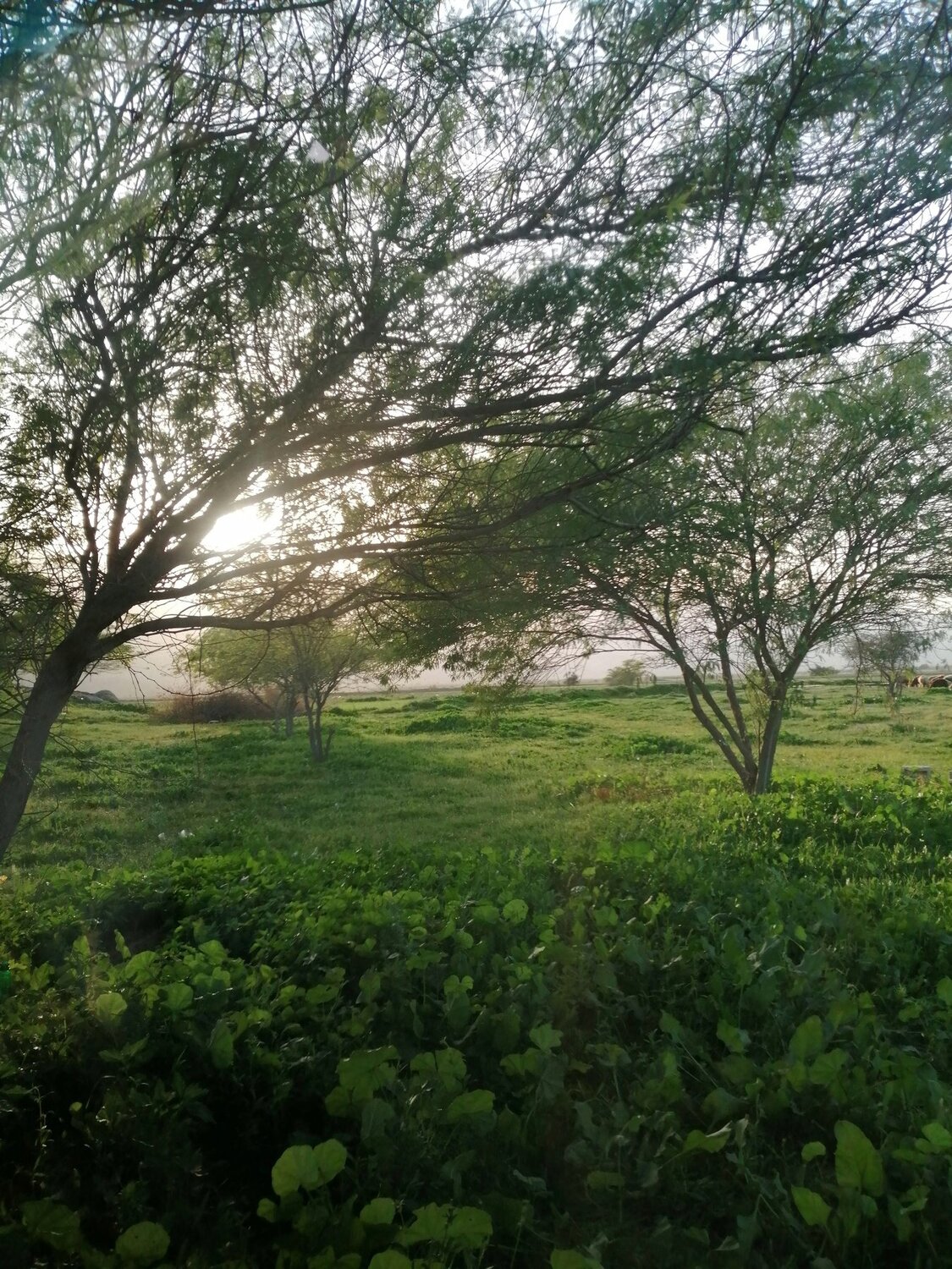 Photo #4471505