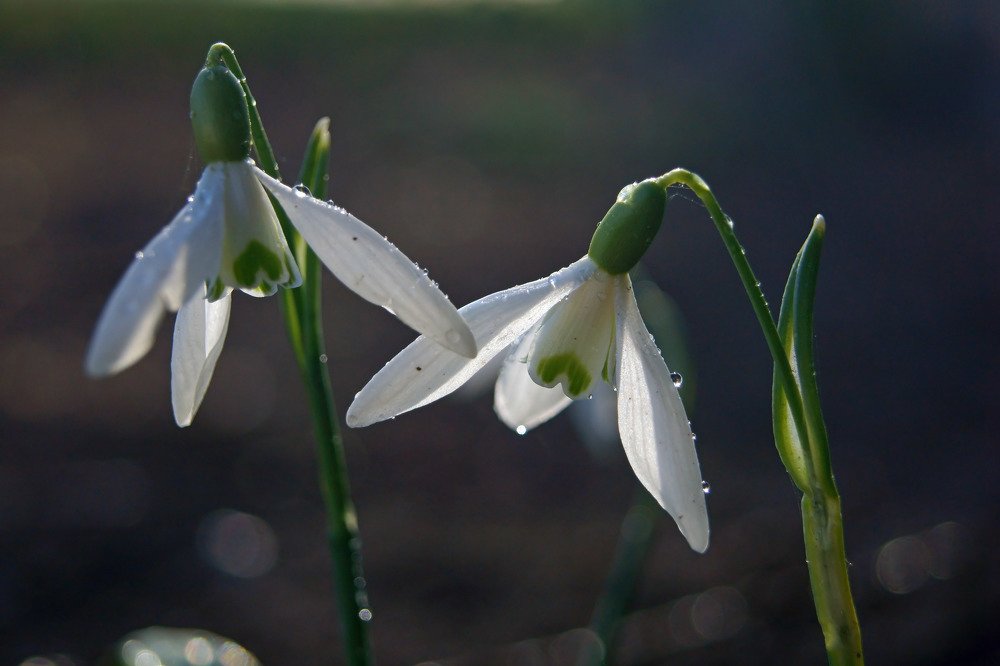 Snowdrops