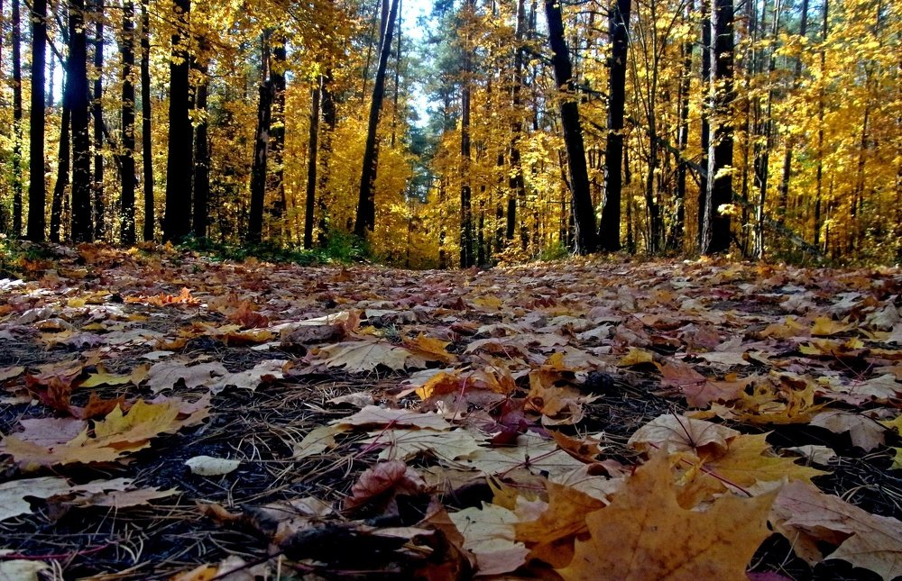 Photograph by леонид натапов