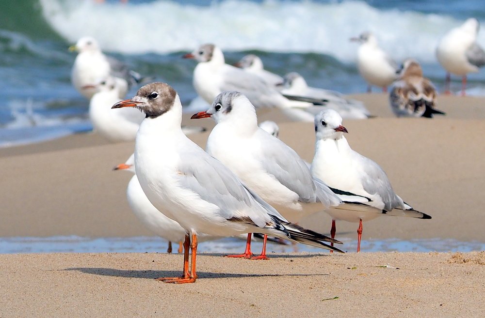 Photograph by Ирина Пыхачева