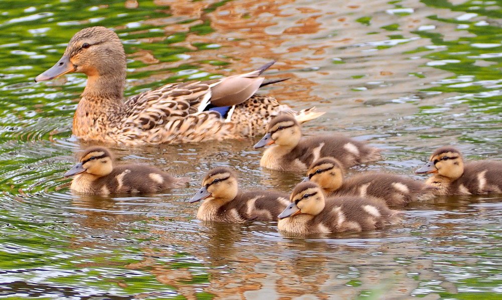 Утятa малыши
