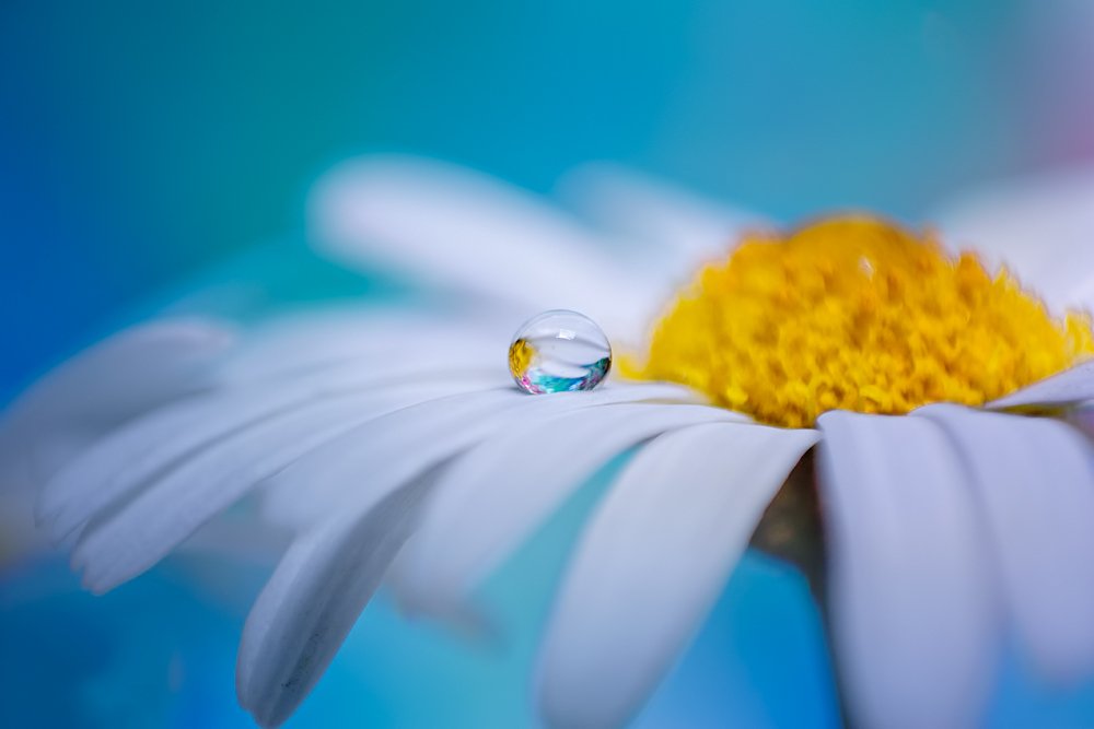 Photograph by linda laredj