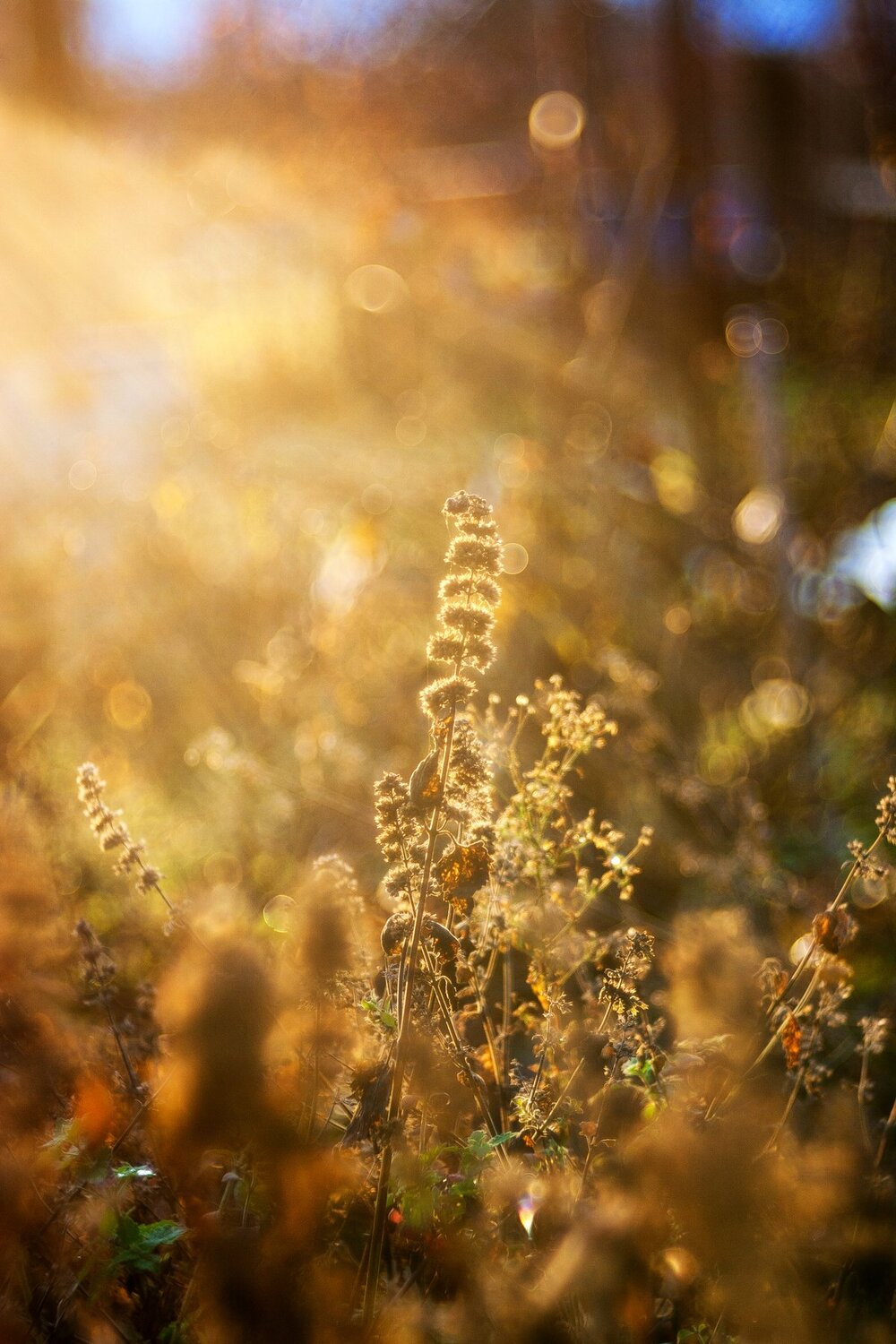 Photo #4472443