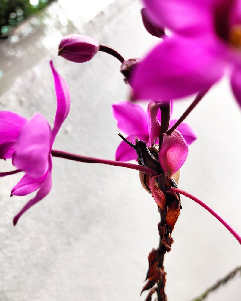 Photograph by Đặng Minh Quang