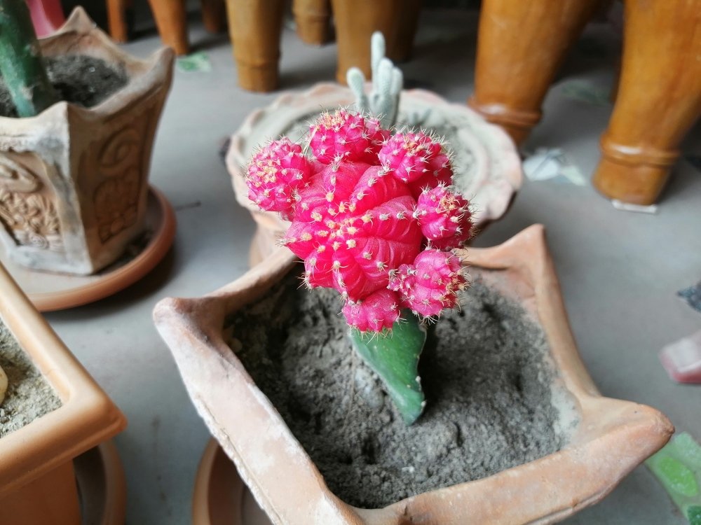 Gymnocalycium mihanovichii