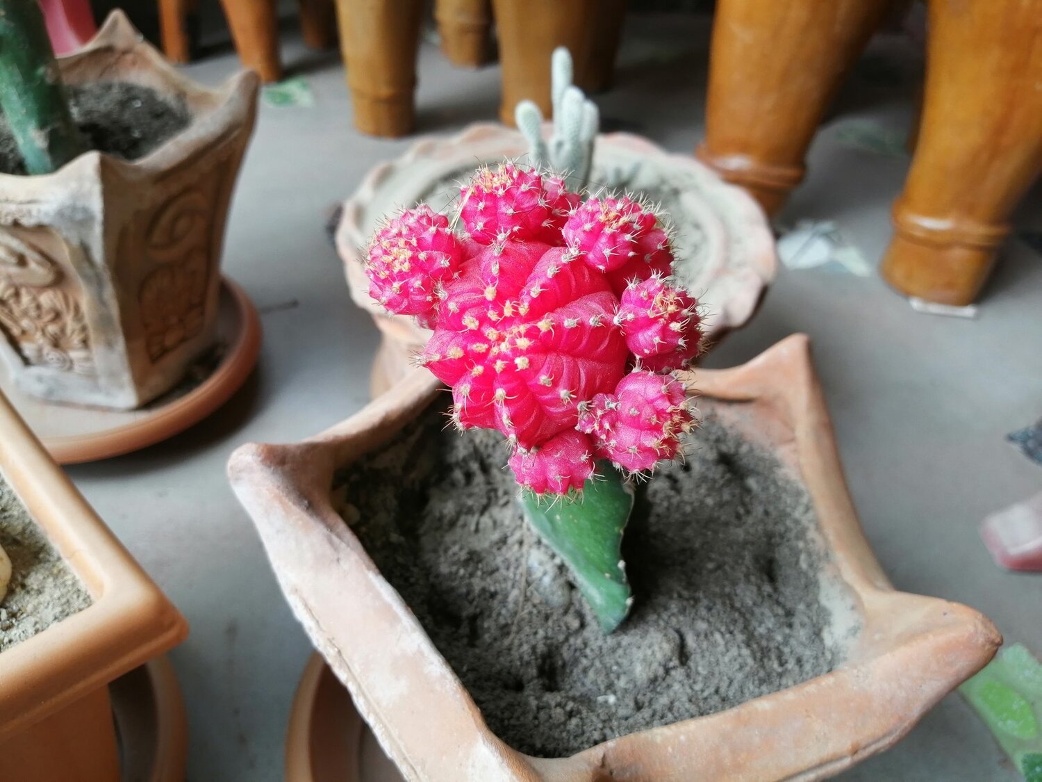 Gymnocalycium mihanovichii