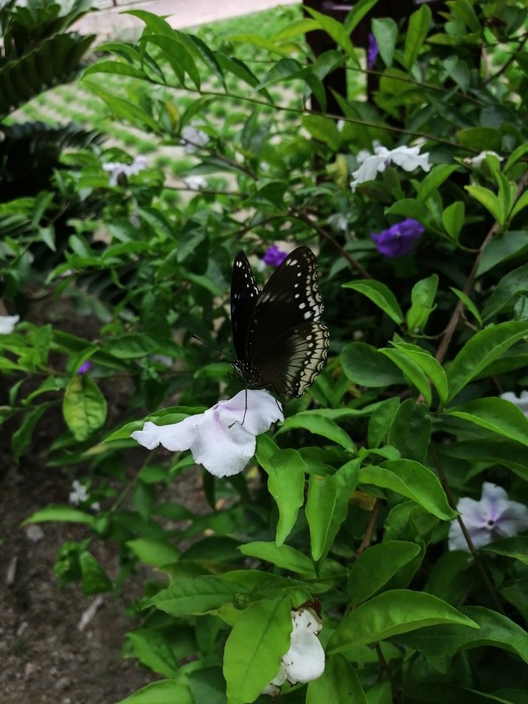 Nature of black beauty