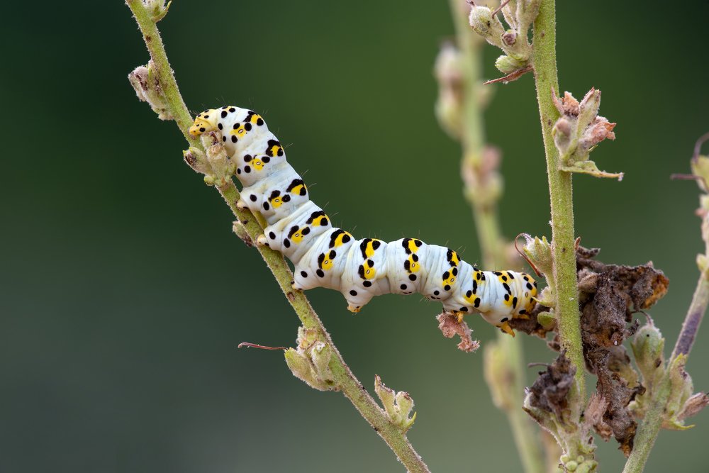 Photograph by Игорь ФУММ