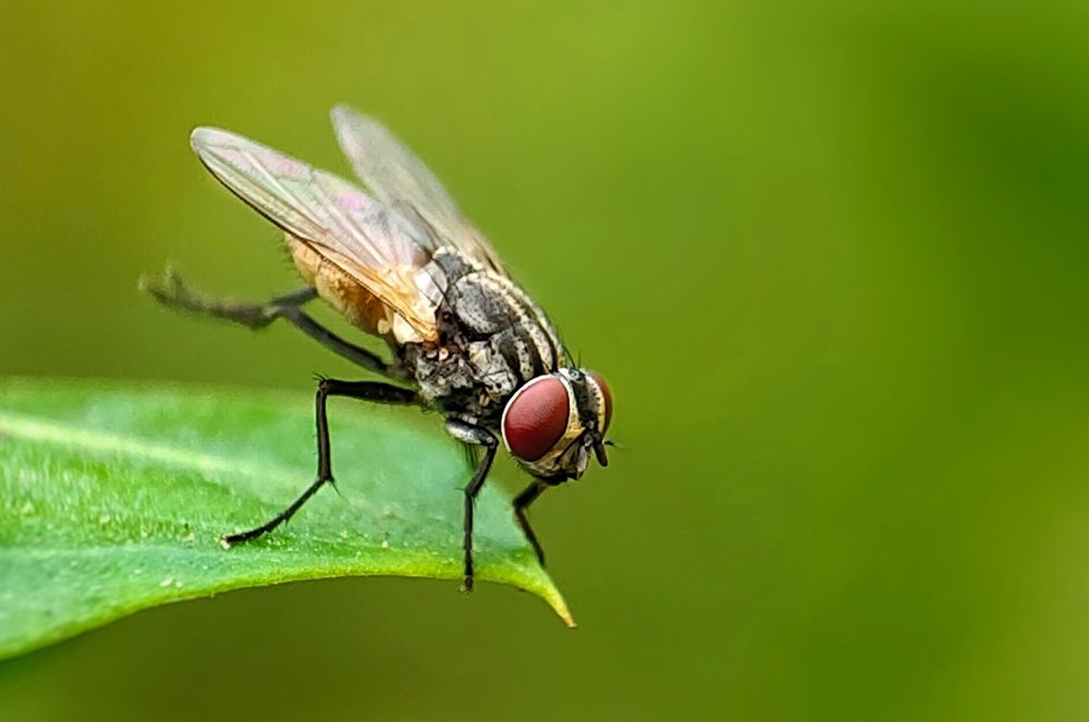 Photograph by Radhyeshyam Majee