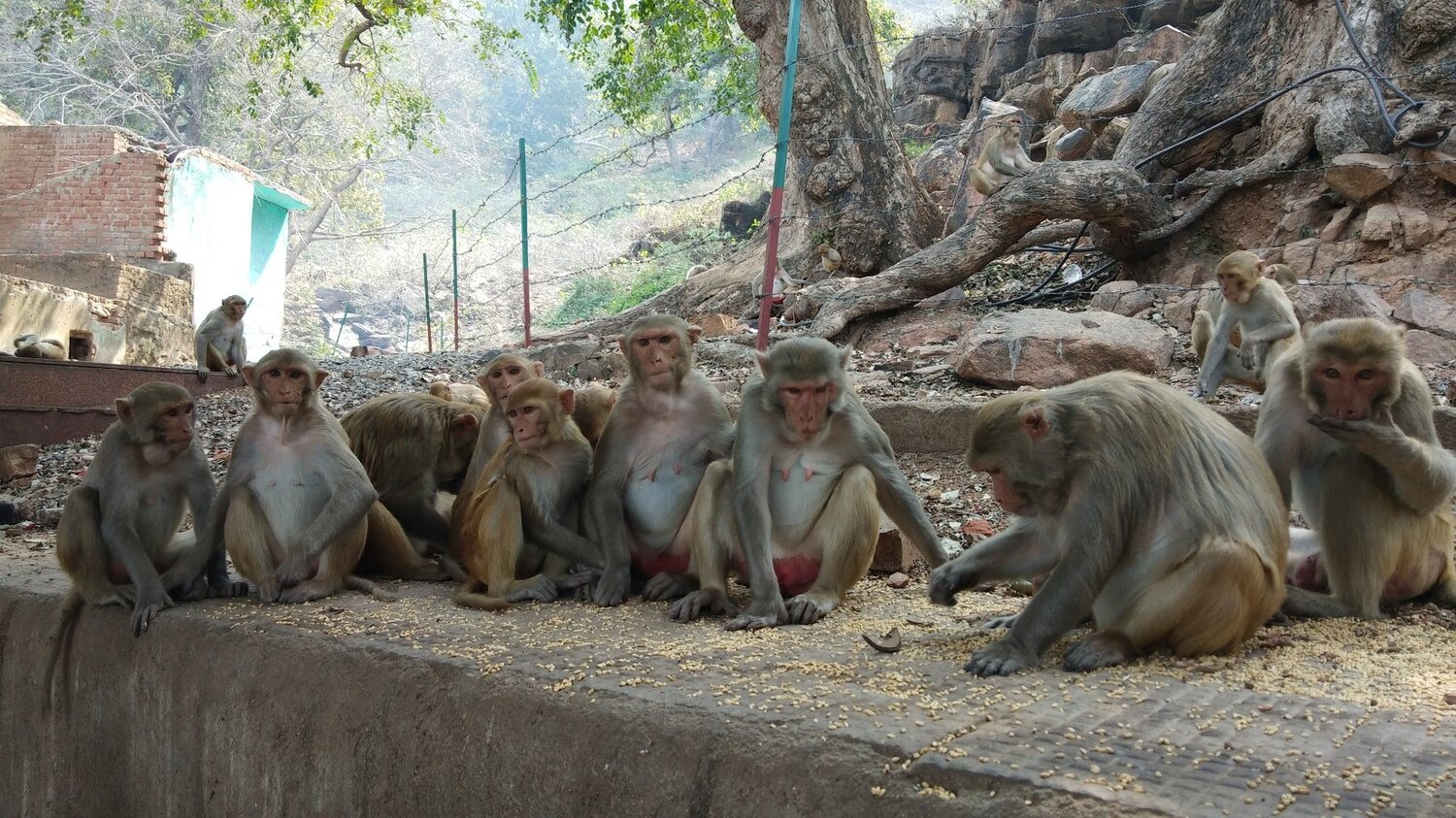 Group of Monkey's