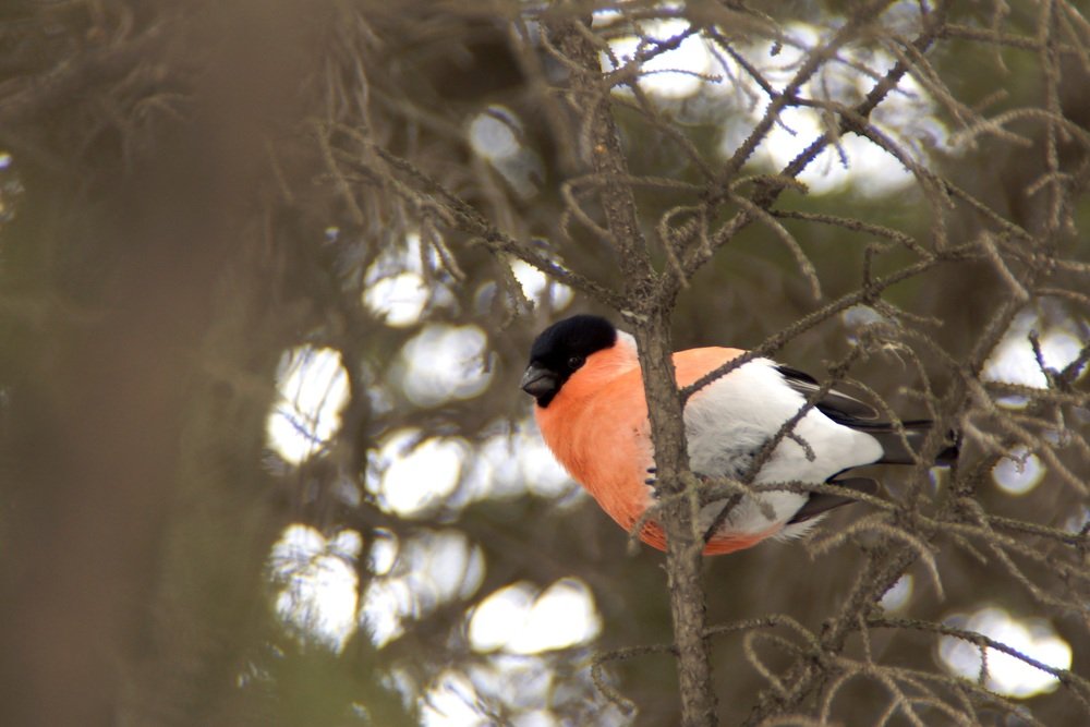 Photograph by Ирина Пальцына