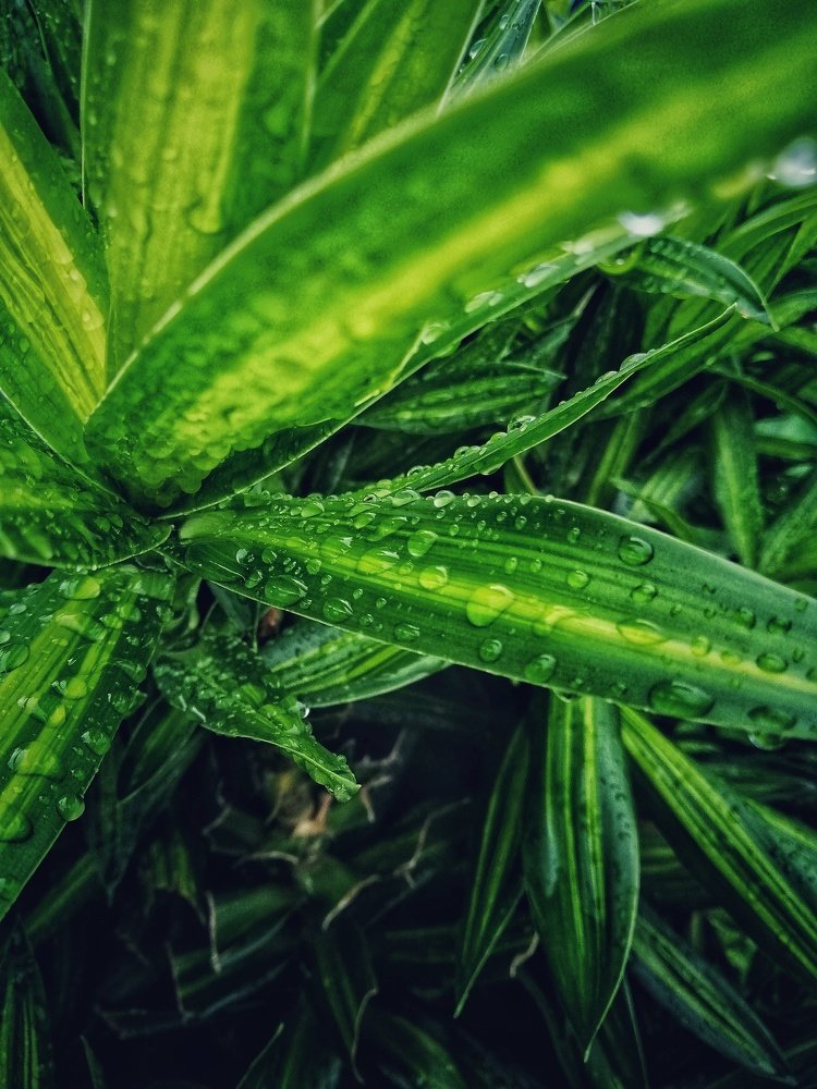 Photograph by Nunong Tindin