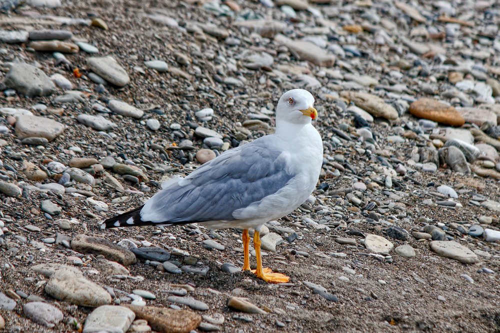 У Черного моря!