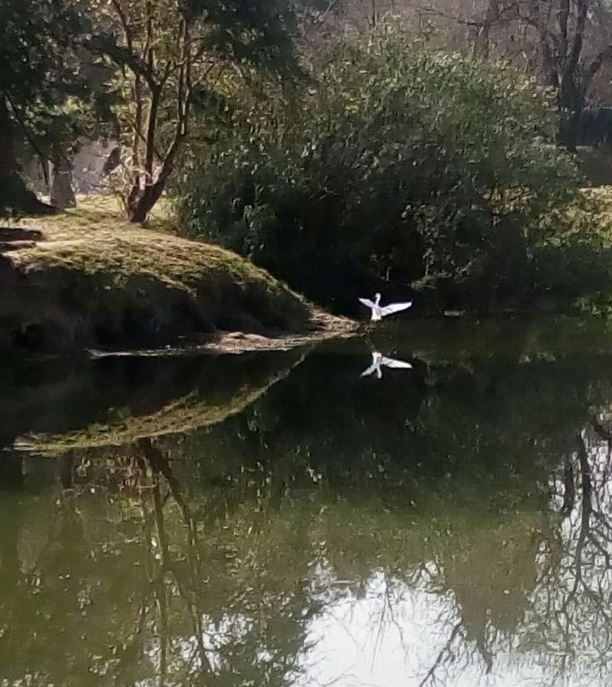 Reflejo