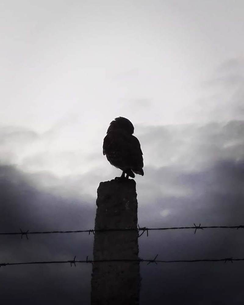 Custodia silenciosa