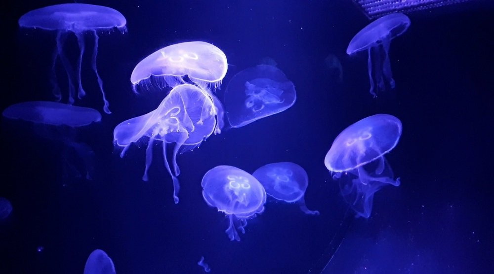 Photograph by Олеся