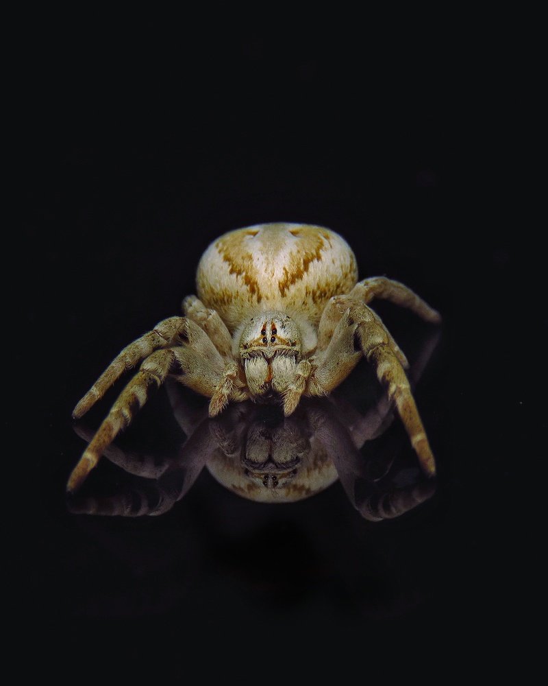 Photograph by Amin Ghaffarian