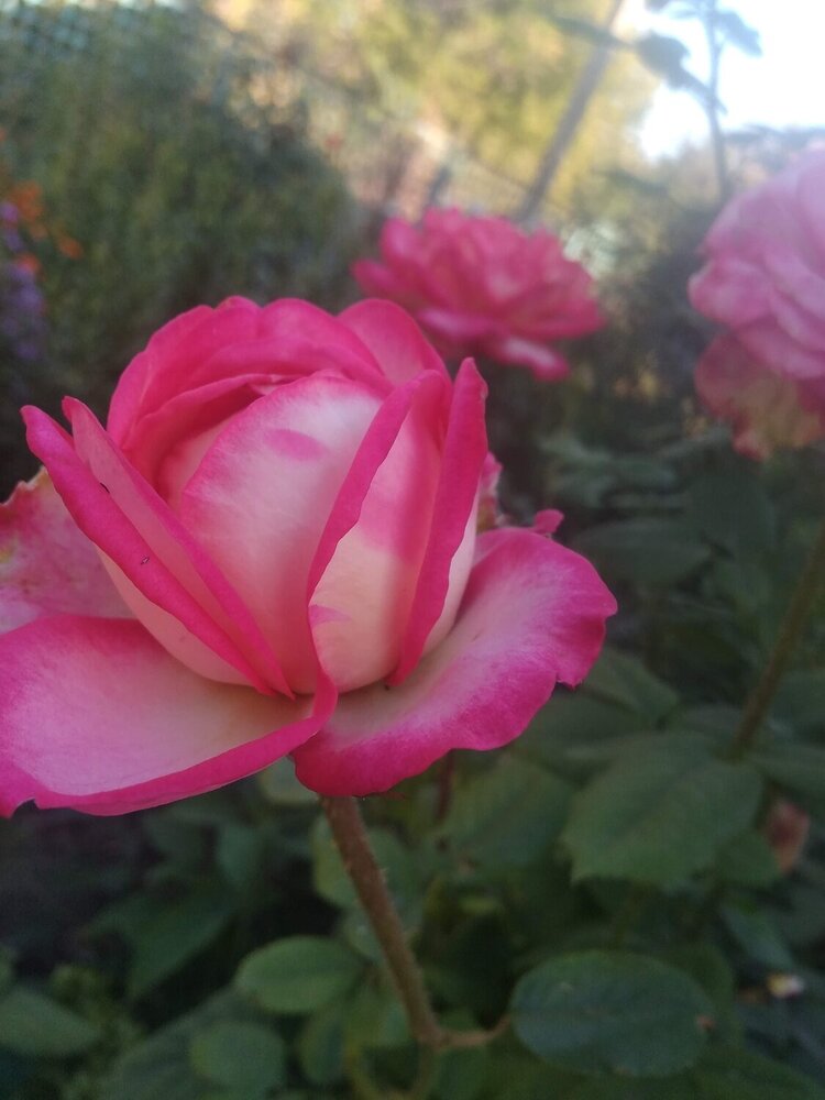 Photograph by Світлана Фалько