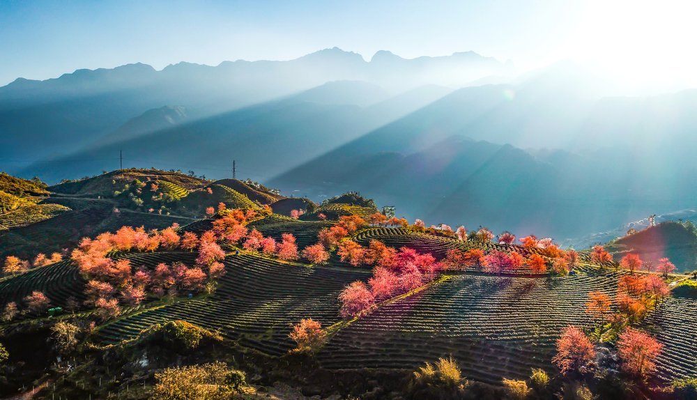 Nắng trên đồi chè...