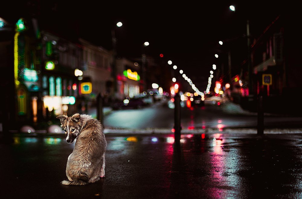 У каждого своя ночная жизнь