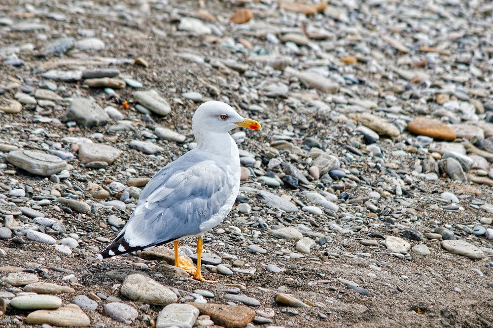 У Черного моря!