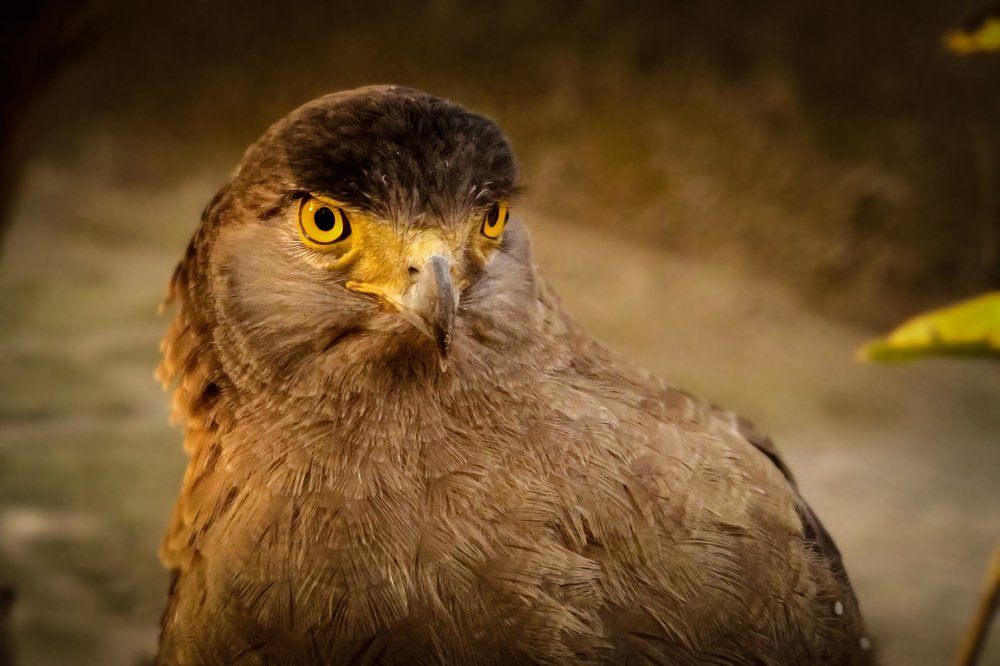 Photograph by SANDIP BANERJEE