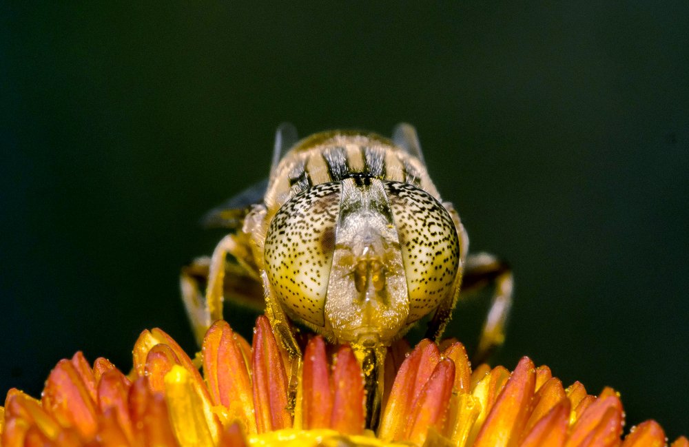 A bee within colorful flowers