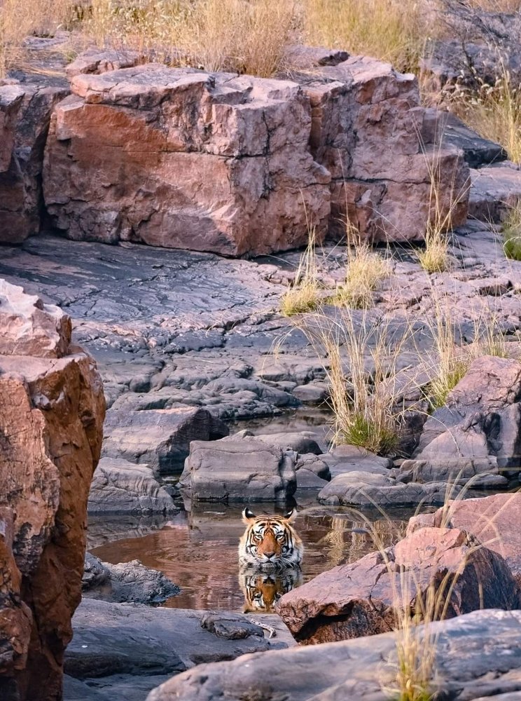 Photograph by Amit Sharma