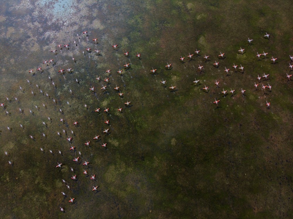 Flying Flamingos