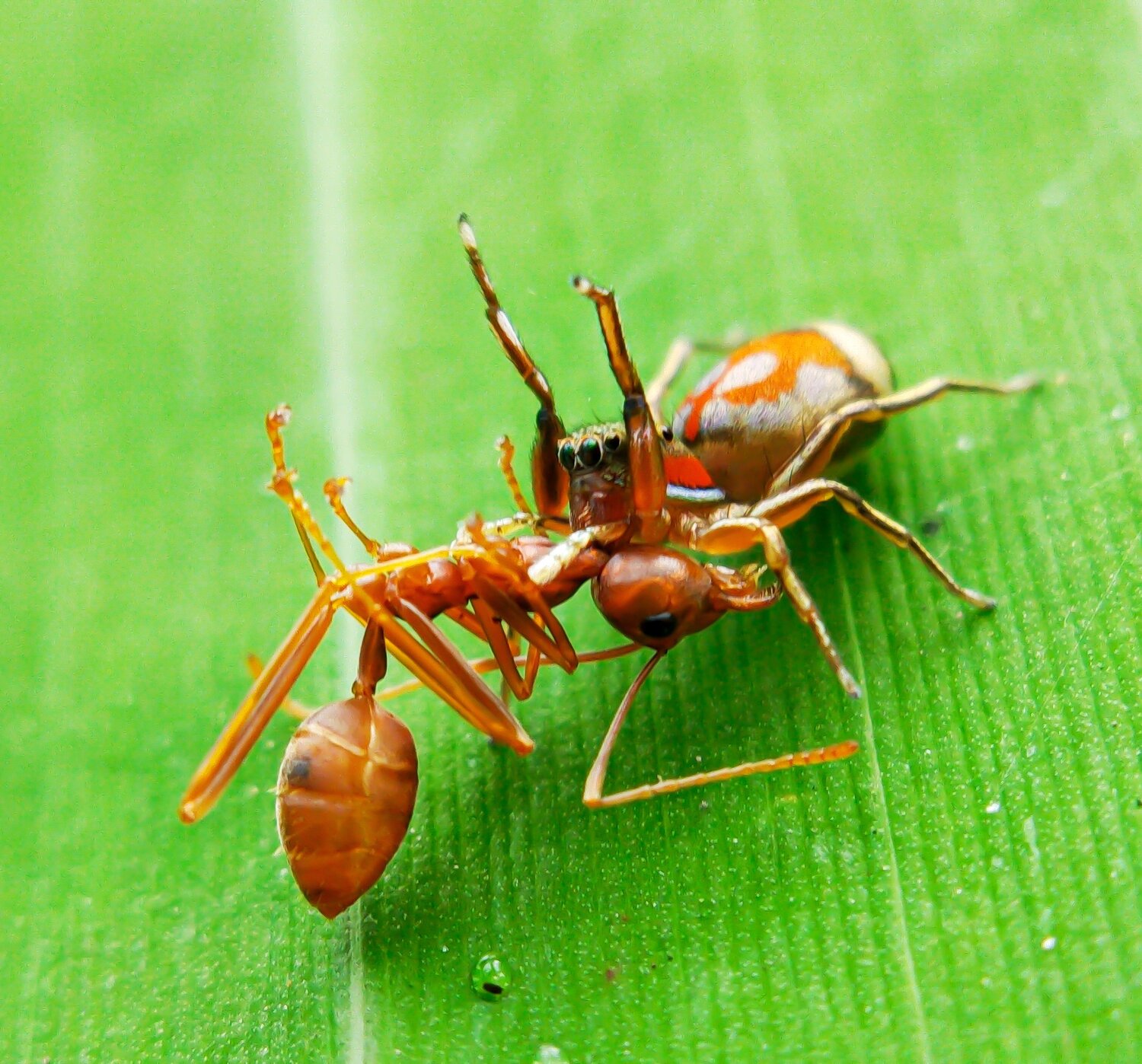 Macro@Mobile
