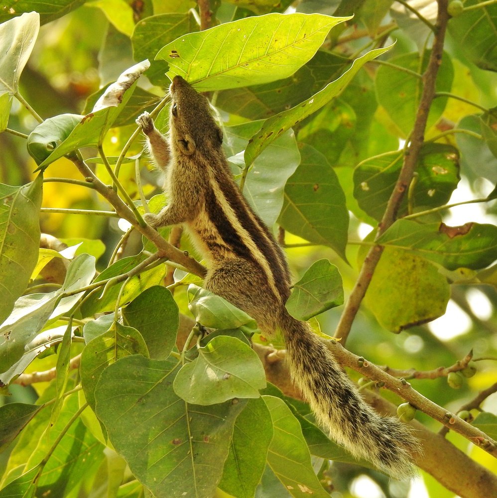 Cute squirrel
