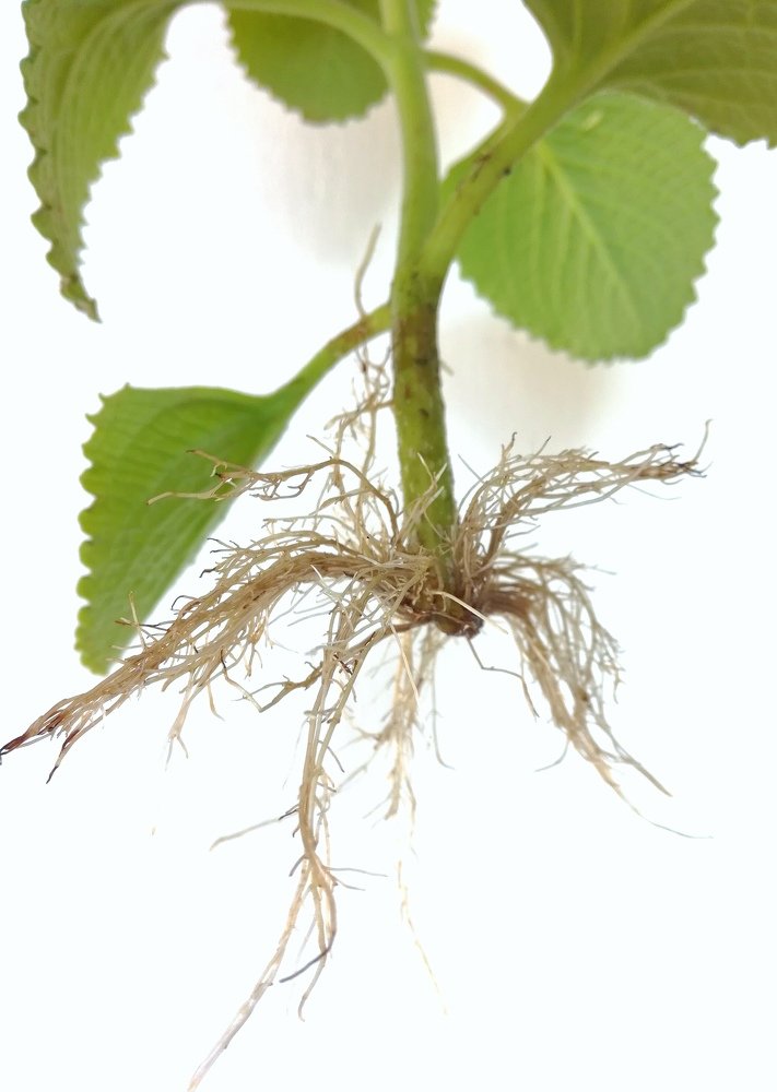 Photograph by Luis Vélez