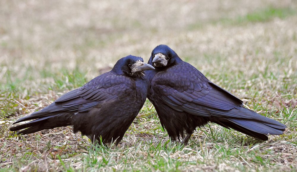 Парочка грачей
