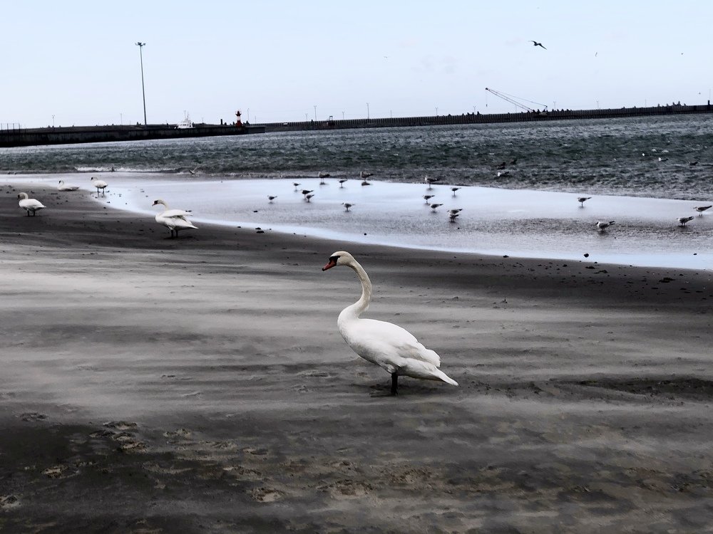 Буря.Лебеди