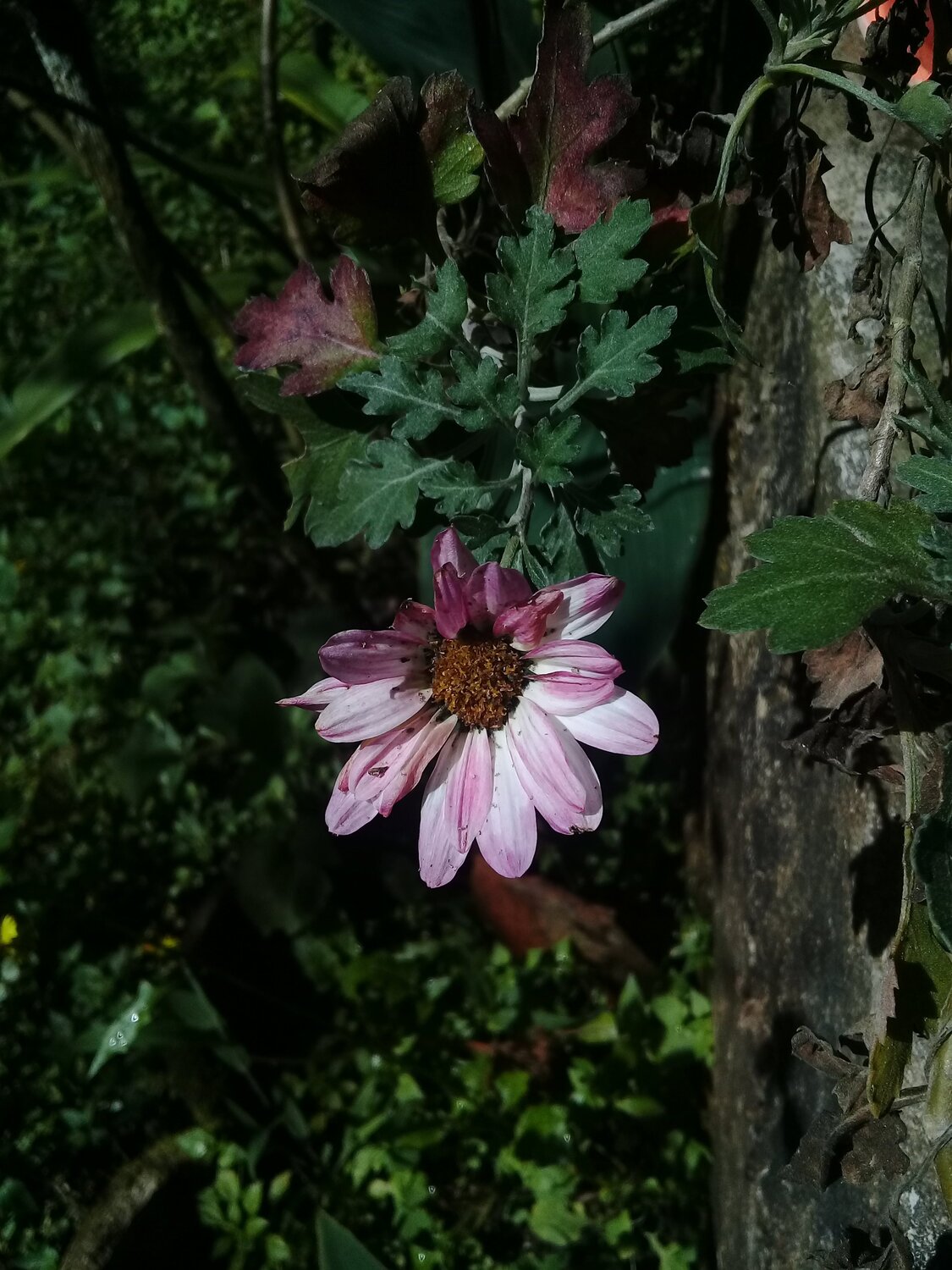 Photo #4477068