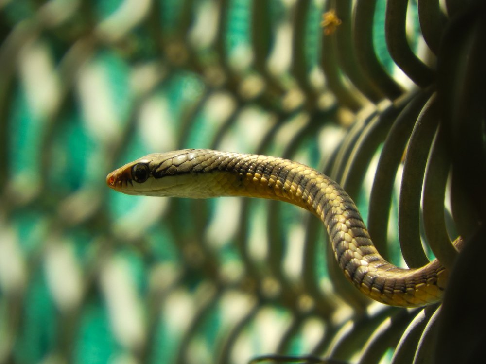 Фотография автора Bharat Ravat