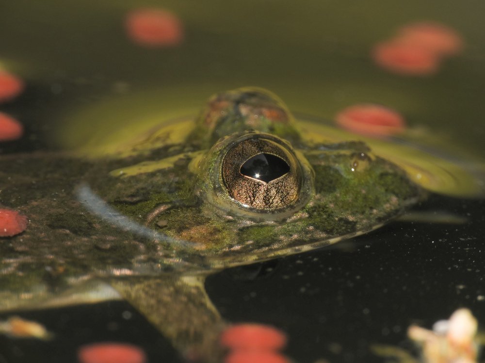 Фотография автора Bharat Ravat